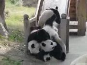 Забавные панды