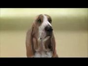 Собака- Beatboxer